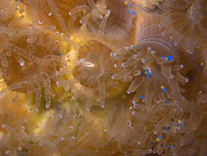 Corals that ingested microplastics.
