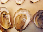 oyster