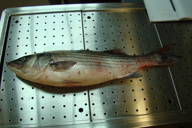Striped Bass