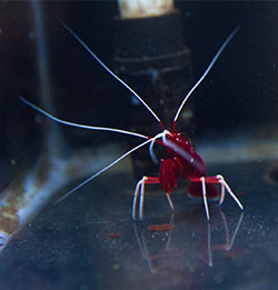 Fire Shrimp