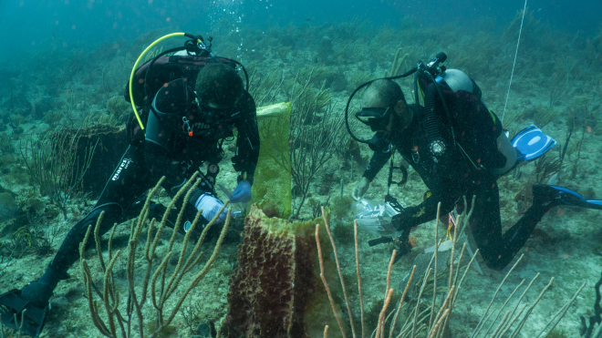 Two scuba divers underwater taking samples from coral reefs
