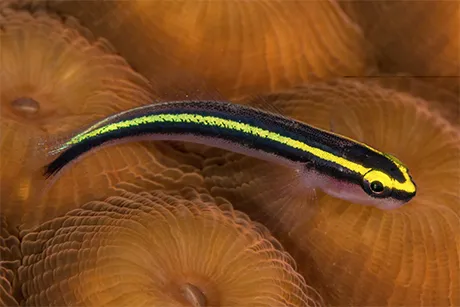 A sharknose goby on the reef