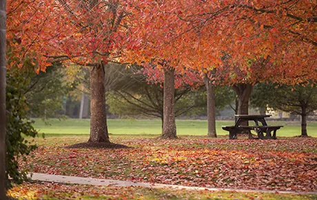 Trees in fall bloom on campus