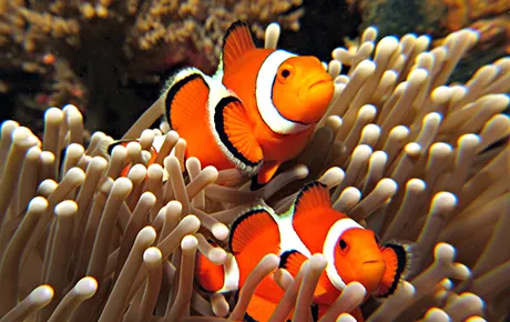 A pair of clownfish nestle into an anemone.