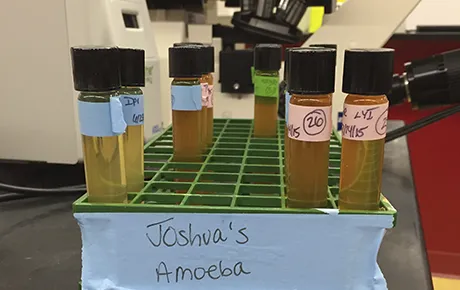 Vials of amoebas