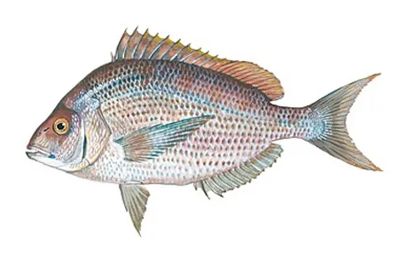 Illustration of fish