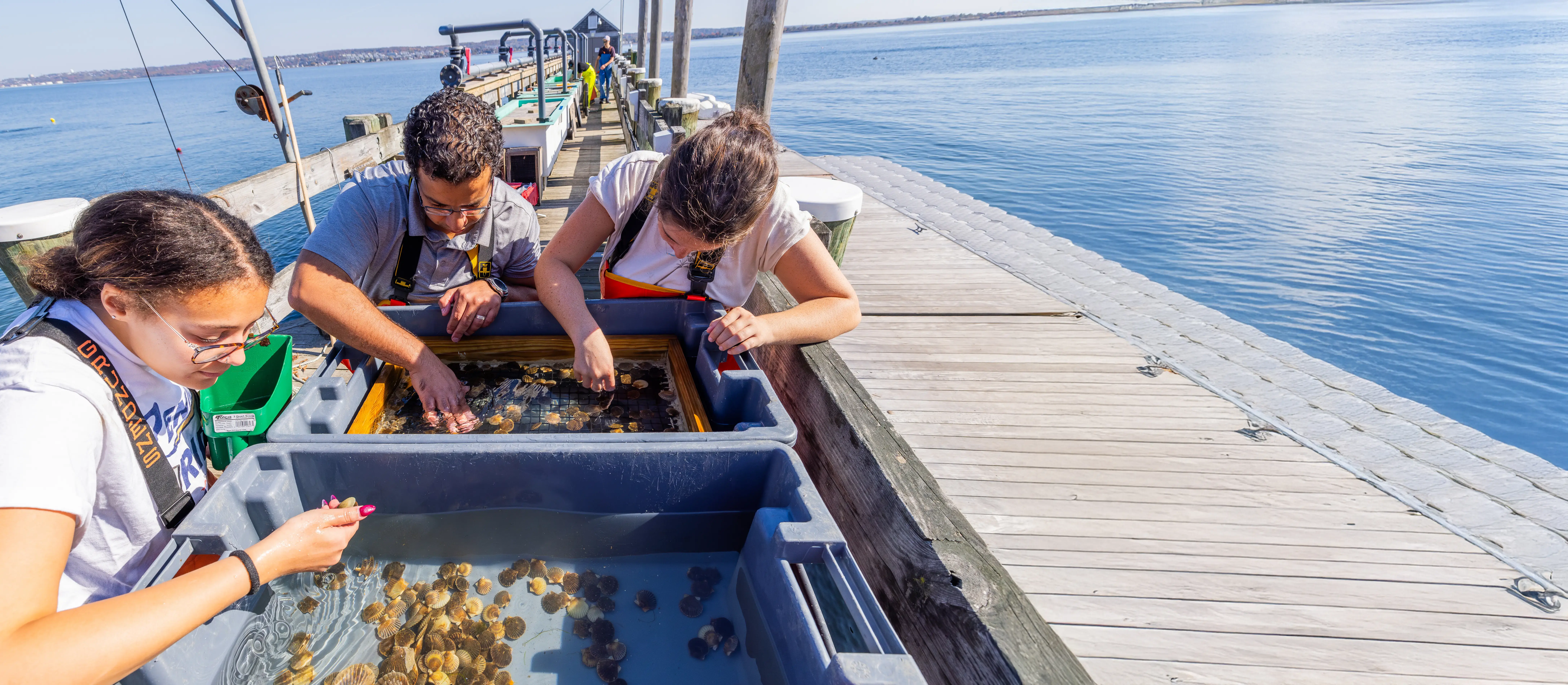 Three people examine shellfish in bins on a dock beside a large body of water under clear, sunny skies.
